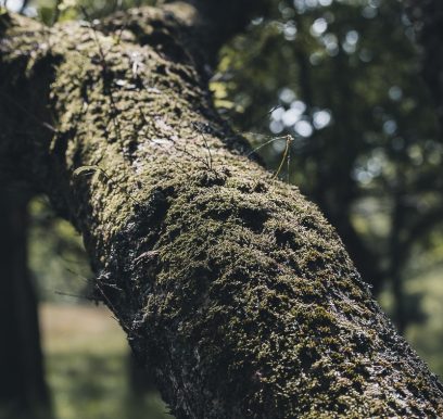 Portfolionatuur_LF_Weers-