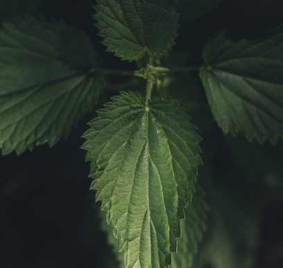 Portfolionatuur_LF_Weers–2