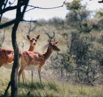 Portfolionatuur_LF_Weers-3